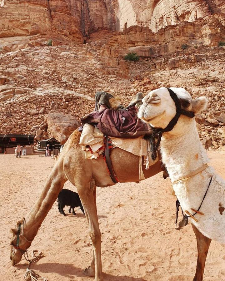 Bedouin Memories Camp Bed & Breakfast Wadi Rum Eksteriør bilde