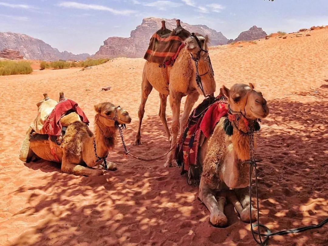 Bedouin Memories Camp Bed & Breakfast Wadi Rum Eksteriør bilde